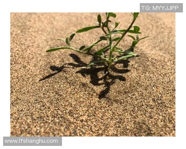 重庆极限运动队的成长历程与挑战探索之路的特别报道